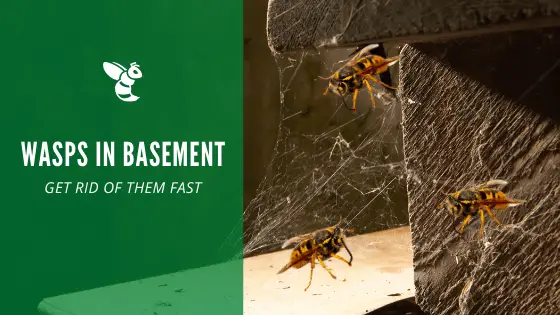 Wasps in basement