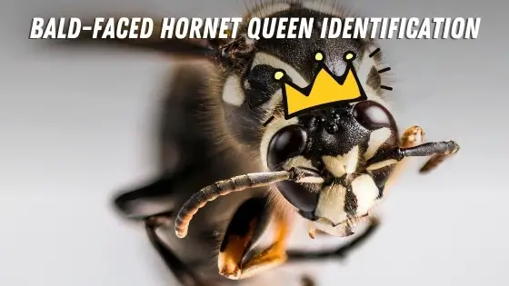 bald faced hornet queen identification