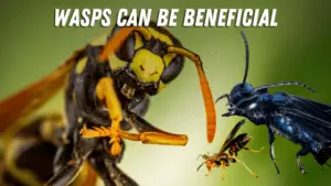 Male vs Female Wasp: What's the Difference?