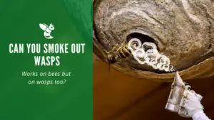 Can you smoke out wasps