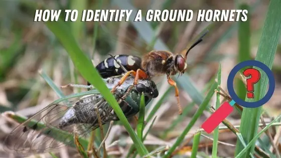 ground hornet identification