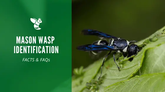 Mason wasp identification