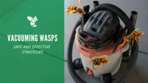 vacuuming wasps