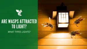 Wasps attracted to lights