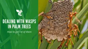 wasps in palm trees