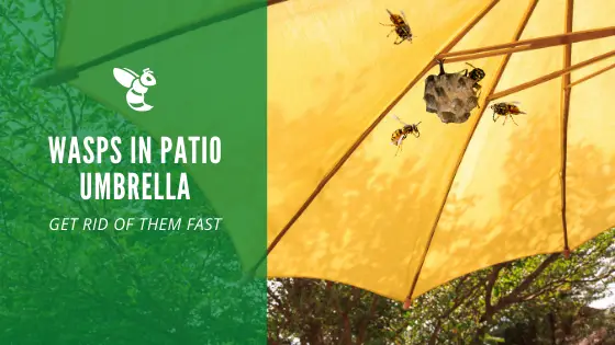 Wasps in patio umbrella