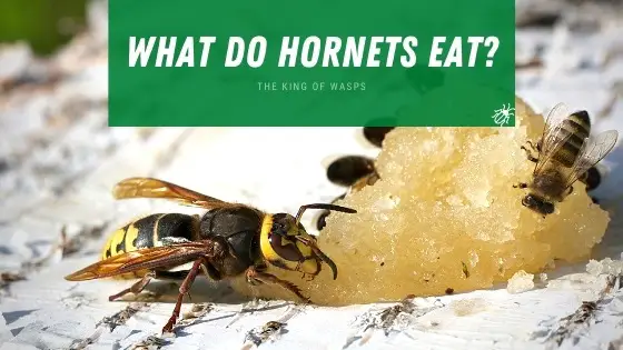 what do hornets eat