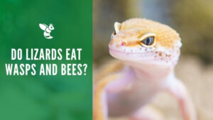 Do lizards eat wasps and bees
