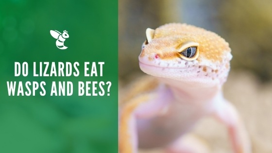 Do lizards eat wasps and bees
