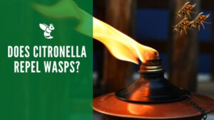 Does citronella repel wasps