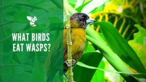 What birds eat wasps