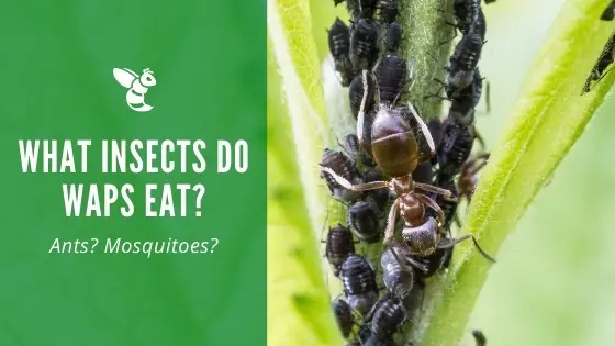 What insects do wasps eat