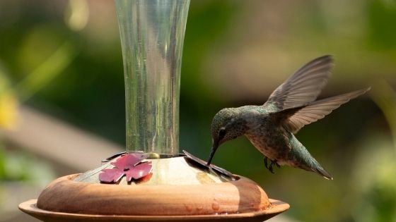 Do humming birds eat wasps?