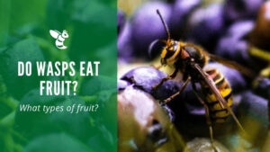 Do wasps eat fruit?