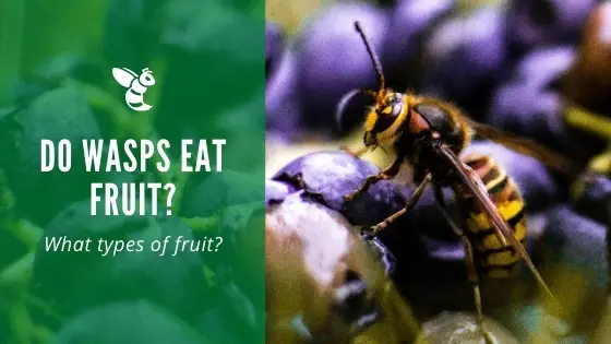 Do wasps eat fruit?