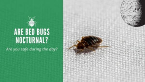 Are bed bugs nocturnal?