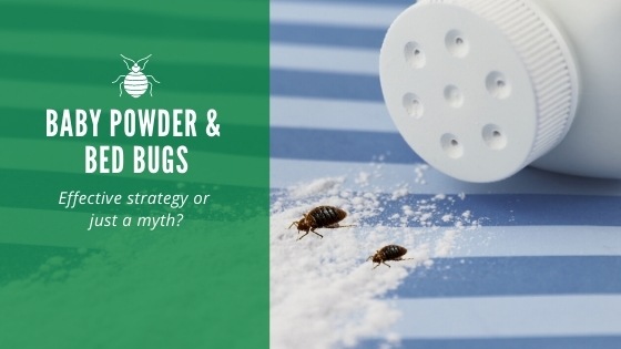 Baby powder and bed bugs