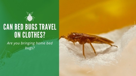 Can bed bugs travel on clothes