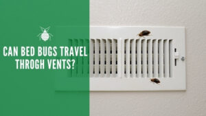 can bed bugs travel through vents and ducts