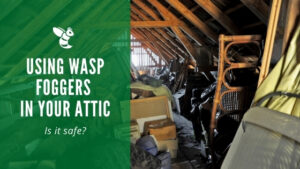 Using a wasp fogger in your attic
