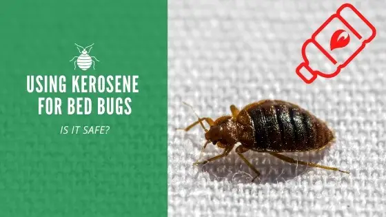 Using kerosene to kill bed bugs