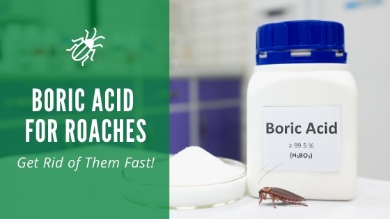 Boric acid for roaches