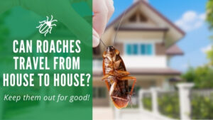 Can Roaches Travel From House to House