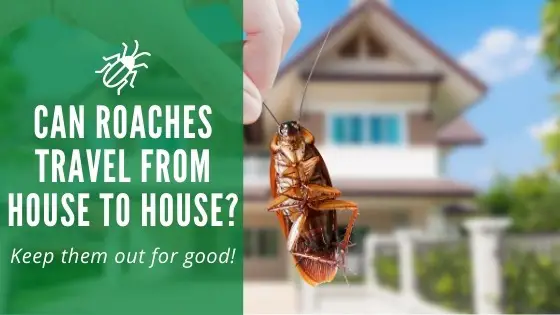 Can Roaches Travel From House to House