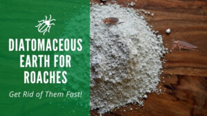 Diatomaceous Earth for roaches