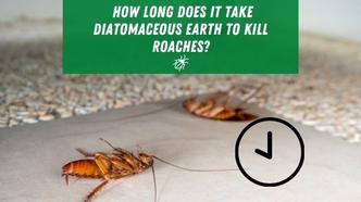 Does Diatomaceous Earth Kill Roaches