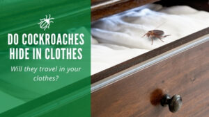 Do cockroaches hide in clothes