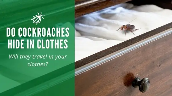 Do Cockroaches Hide in Clothes: Will They Travel on Your Clothes?