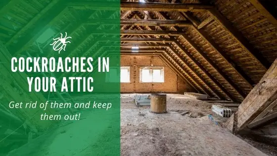 Roaches in Attic