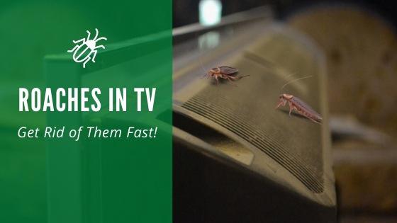 Roaches in TV