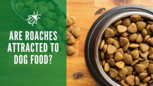 Are roaches attracted to dog food