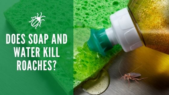 Does soap and water kill roaches
