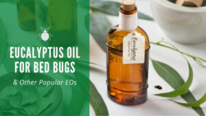 eucalyptus oil for bed bugs