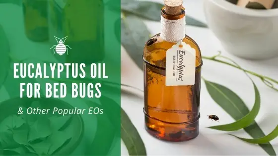 eucalyptus oil for bed bugs