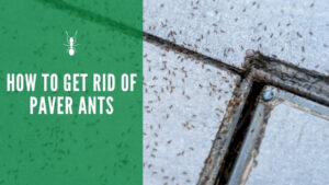 how to get rid of paver ants