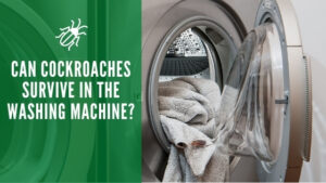 Can Cockroaches Survive in the Washing Machine
