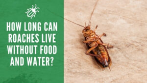 How Long Can Roaches Live Without Food and Water