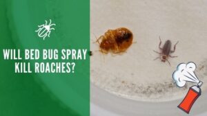 Will Bed Bug Spray Kill Roaches
