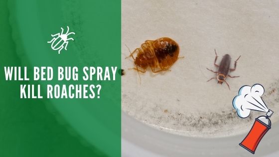 Will Bed Bug Spray Kill Roaches