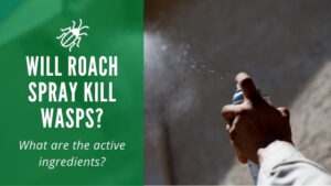 Will Roach Spray Kill Wasps?