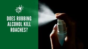 does rubbing alcohol kill roaches