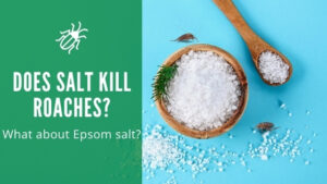 Does salt kill roaches