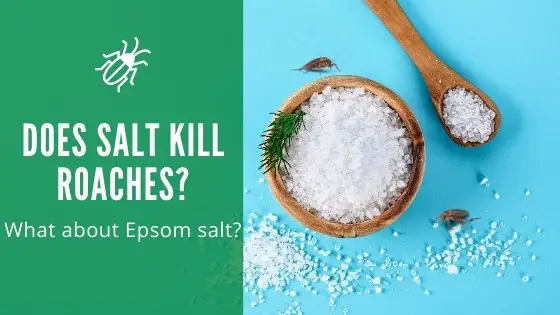 Does salt kill roaches