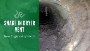 snakes in dryer vent