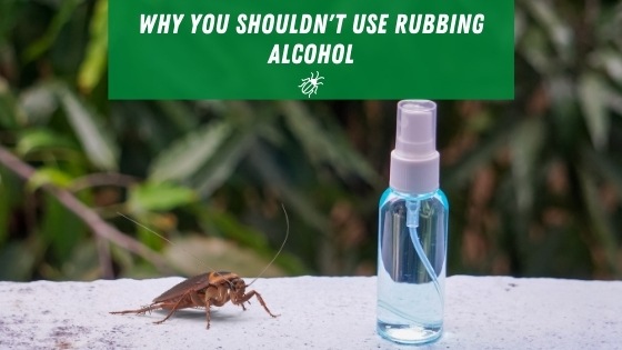 does-rubbing-alcohol-kill-roaches-is-this-fact-or-myth-get-the-facts