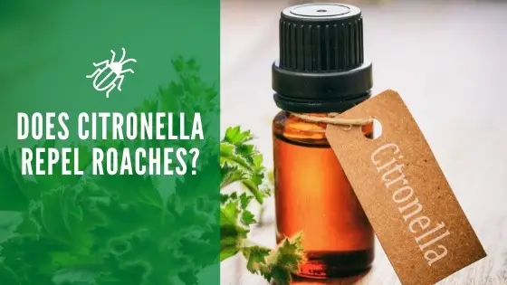 Does citronella repel roaches